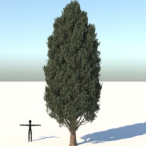 Cypress Oak Tree