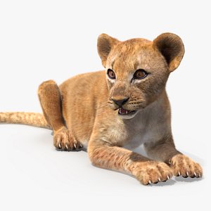 Lion Cub Lying Down Fur 3D