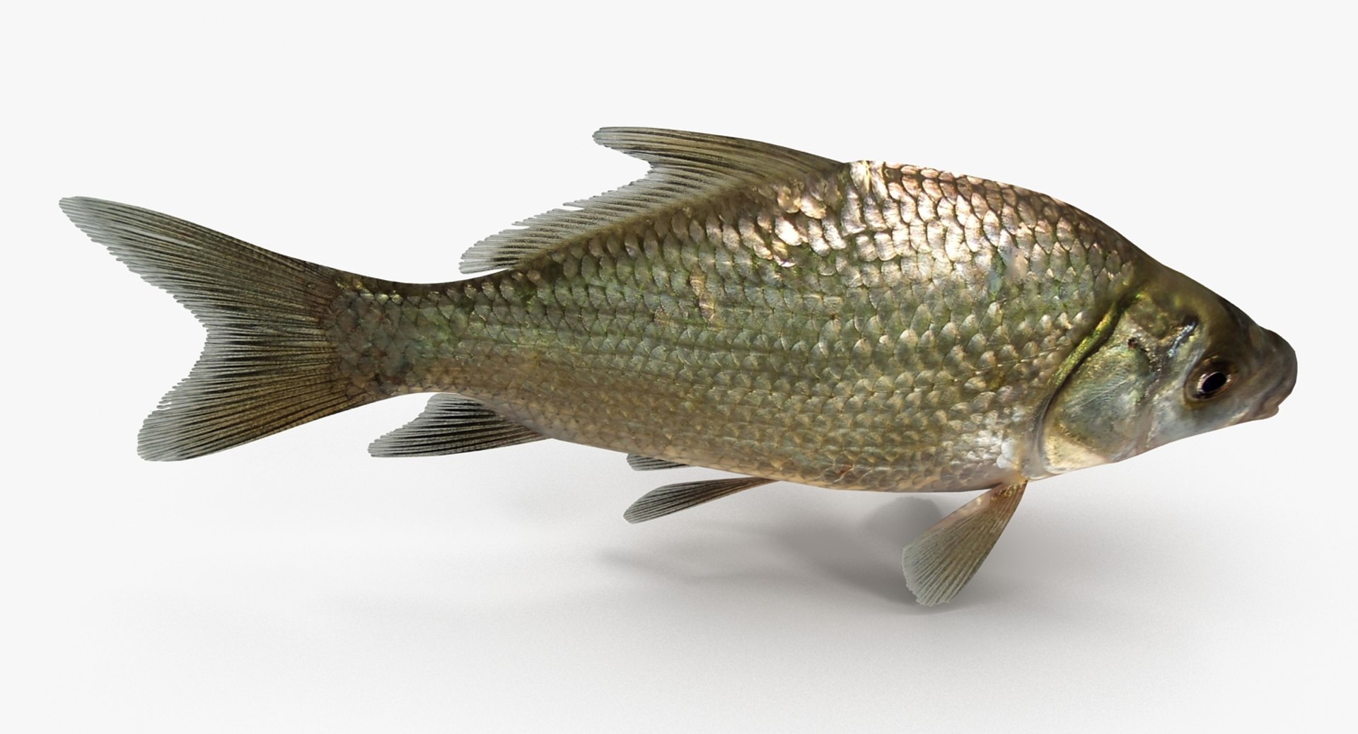 Smallmouth Buffalo Fish 3d 3ds