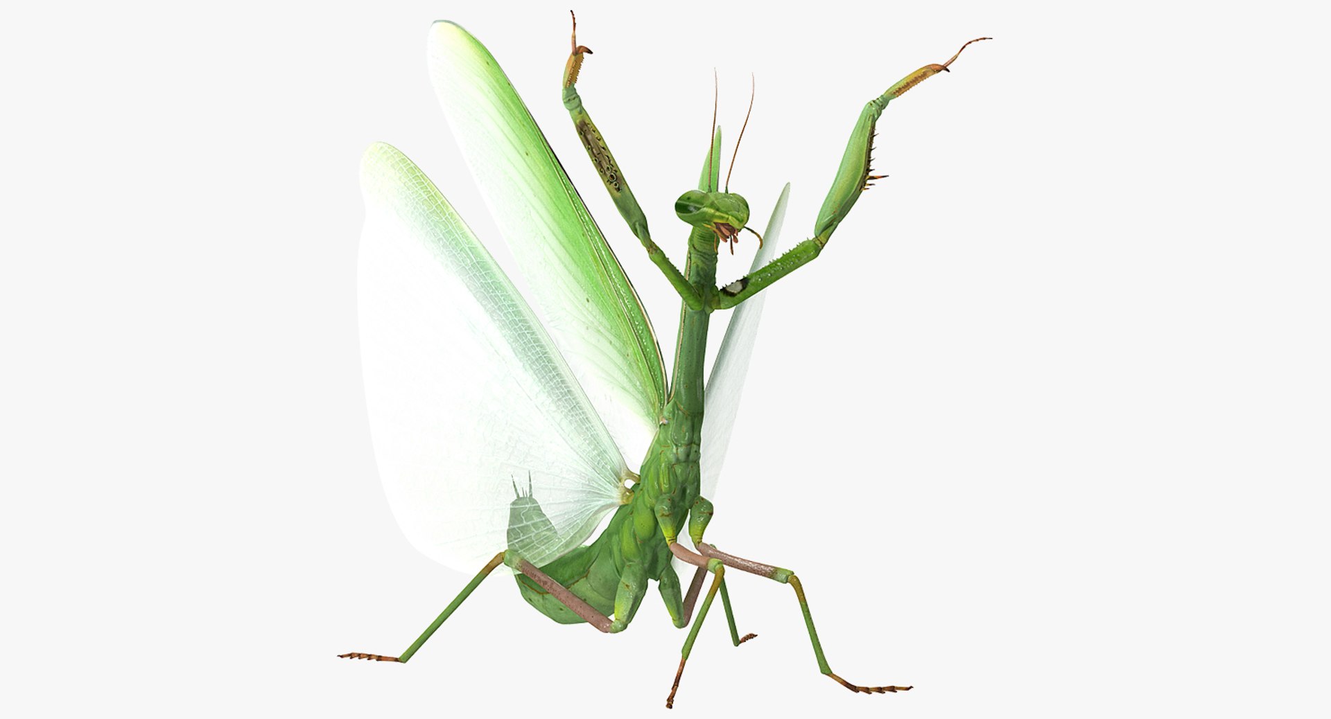 Praying Mantis 3D Model 3D model preview