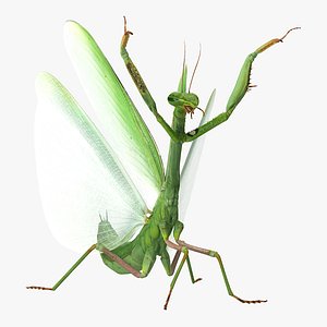 3D praying mantis model