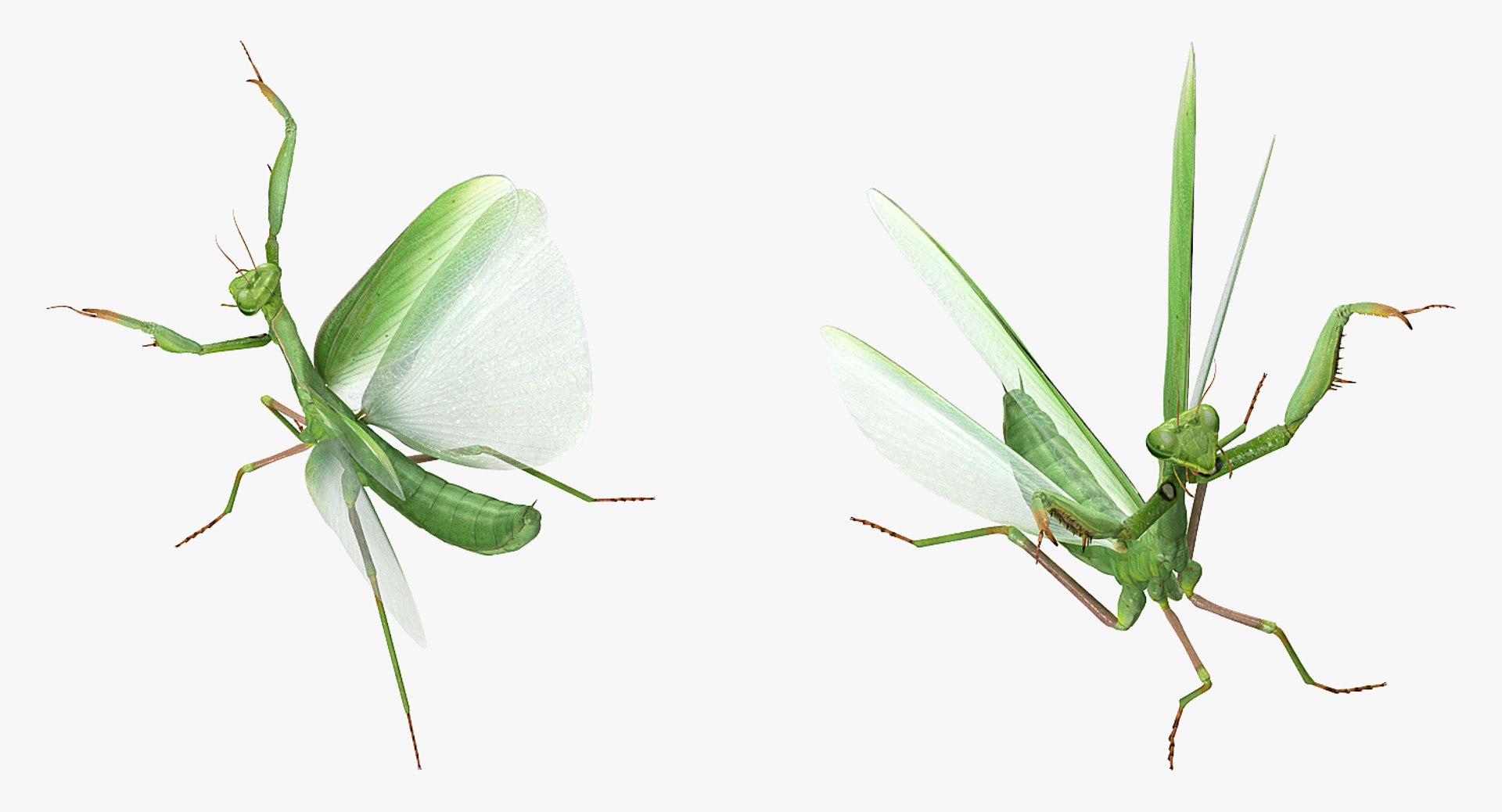 3D Praying Mantis Model - TurboSquid 1263367