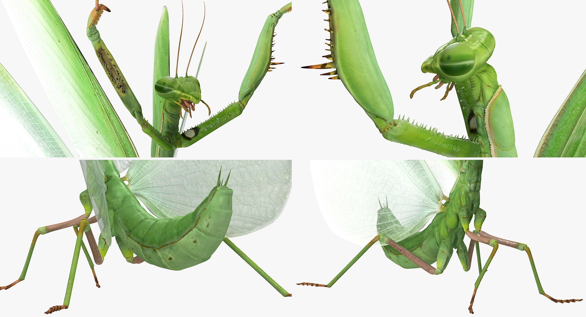 3D Praying Mantis Model - TurboSquid 1263367