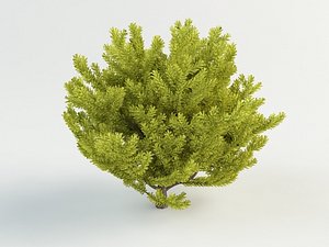 yew berry 3d max