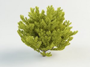 Yew berry