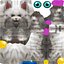 Animierte Katze SET