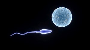 Human Egg With Sperm Cell model