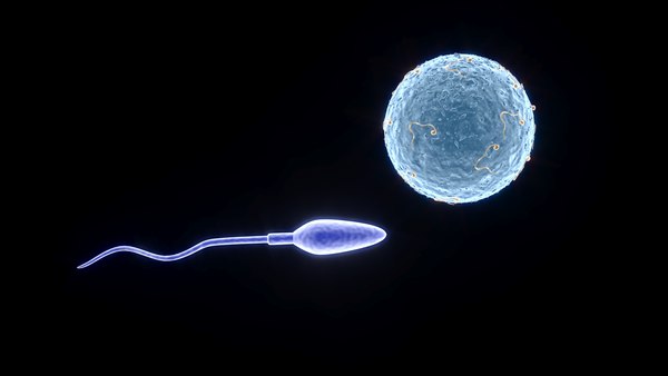 Human Egg With Sperm Cell model