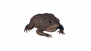 Photorealistic Rigged Green Frog 3D
