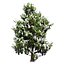 UK Trees Plants  Hedgerow 3D Model Pack