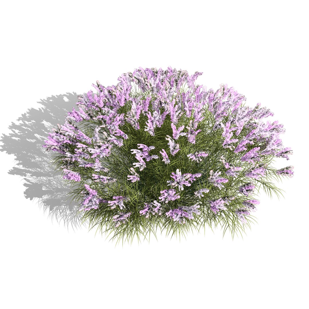 UK Trees Plants  Hedgerow 3D Model Pack 3D model https://p.turbosquid.com/ts-thumb/uM/3IpVfn/HE/britishlavandulabeezee1/jpg/1761542385/1920x1080/fit_q87/92a7839b65d33b2ebc6b016a720b4d6b53d2eb80/britishlavandulabeezee1.jpg