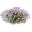 UK Trees Plants  Hedgerow 3D Model Pack