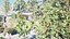 UK Trees Plants  Hedgerow 3D Model Pack