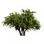 UK Trees Plants  Hedgerow 3D Model Pack
