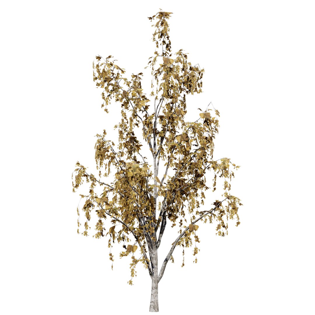 UK Trees Plants  Hedgerow 3D Model Pack 3D model https://p.turbosquid.com/ts-thumb/uM/3IpVfn/KF/britishweepingbirch3/jpg/1761542464/1920x1080/fit_q87/ce55db5de2e856c6b0638a2e1fa8443407ddfde3/britishweepingbirch3.jpg