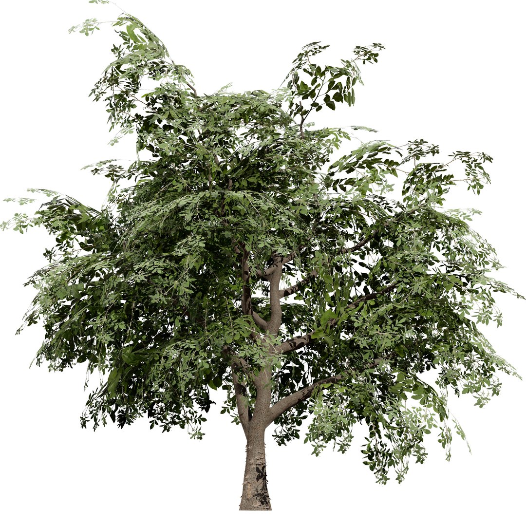 UK Trees Plants  Hedgerow 3D Model Pack 3D model https://p.turbosquid.com/ts-thumb/uM/3IpVfn/Ks/applemalusbramleystree1/jpg/1761542305/1920x1080/fit_q87/f9f11e4930f624227cbab0b9bb45687cd91b5b03/applemalusbramleystree1.jpg