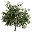 UK Trees Plants  Hedgerow 3D Model Pack