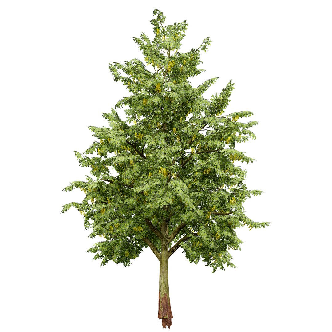 UK Trees Plants  Hedgerow 3D Model Pack 3D model https://p.turbosquid.com/ts-thumb/uM/3IpVfn/Le/ukalderbritishtrees3/jpg/1761542498/1920x1080/fit_q87/6db34fbfd0457d45d7f4927c9ddef6562a776280/ukalderbritishtrees3.jpg