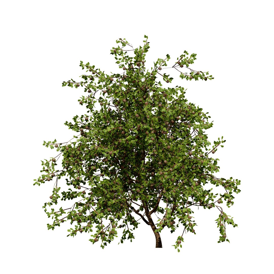 UK Trees Plants  Hedgerow 3D Model Pack 3D model https://p.turbosquid.com/ts-thumb/uM/3IpVfn/MV/britishplymouthpeartree1/jpg/1761542400/1920x1080/fit_q87/5a85ffa2d620b797606a94570dd6e13102d0bbe3/britishplymouthpeartree1.jpg