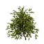 UK Trees Plants  Hedgerow 3D Model Pack