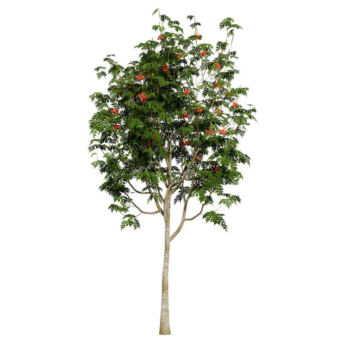 UK Trees Plants  Hedgerow 3D Model Pack 3D model https://p.turbosquid.com/ts-thumb/uM/3IpVfn/P9/ukrowantree3/jpg/1761542548/1920x1080/fit_q87/5c5c8e285d126ef5450300e339e765c2a6789fee/ukrowantree3.jpg