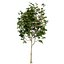 UK Trees Plants  Hedgerow 3D Model Pack