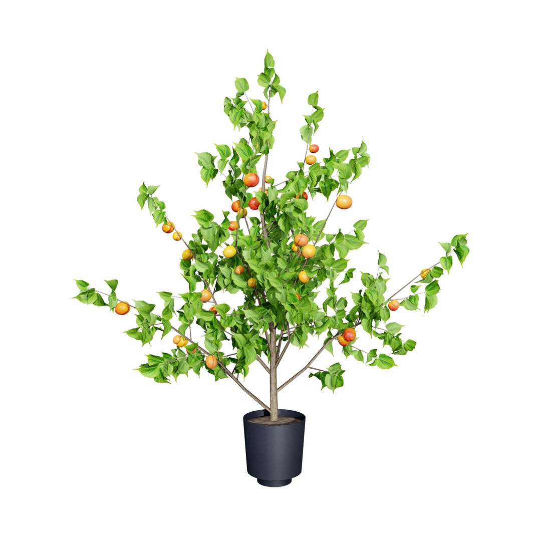 UK Trees Plants  Hedgerow 3D Model Pack 3D model https://p.turbosquid.com/ts-thumb/uM/3IpVfn/Ri/britishapricottree4/jpg/1761542323/1920x1080/fit_q87/e2becf07bee3c2dff153450127b2999fdebd70b8/britishapricottree4.jpg