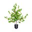 UK Trees Plants  Hedgerow 3D Model Pack