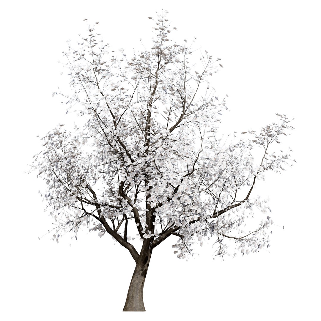 UK Trees Plants  Hedgerow 3D Model Pack 3D model https://p.turbosquid.com/ts-thumb/uM/3IpVfn/Sk/britishapricottree5/jpg/1761542327/1920x1080/fit_q87/c3df449675458a438eff3a21ea8b5501213bf3a2/britishapricottree5.jpg