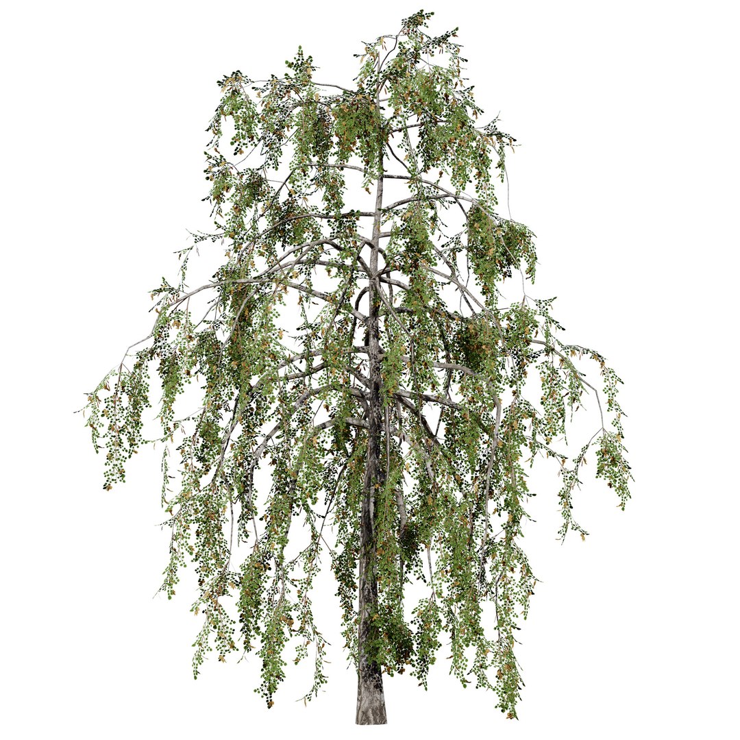 UK Trees Plants  Hedgerow 3D Model Pack 3D model https://p.turbosquid.com/ts-thumb/uM/3IpVfn/TF/britishweepingbirch1/jpg/1761542448/1920x1080/fit_q87/13d8cf194ace7946e72accb3326f540d61dd98f4/britishweepingbirch1.jpg