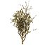 UK Trees Plants  Hedgerow 3D Model Pack