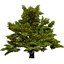 UK Trees Plants  Hedgerow 3D Model Pack