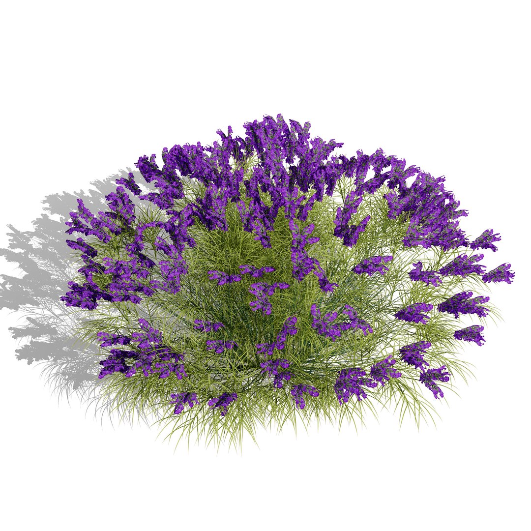 UK Trees Plants  Hedgerow 3D Model Pack 3D model https://p.turbosquid.com/ts-thumb/uM/3IpVfn/ca/britishlavandulabeezee2/jpg/1761542392/1920x1080/fit_q87/442d38b0ec7743e60d8c8826a619c08d0aa62b24/britishlavandulabeezee2.jpg