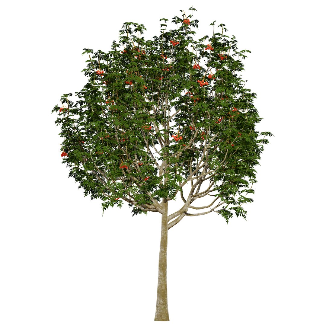 UK Trees Plants  Hedgerow 3D Model Pack 3D model https://p.turbosquid.com/ts-thumb/uM/3IpVfn/fG/ukrowantree1/jpg/1761542539/1920x1080/fit_q87/e191c718c5c22c45d44a377b947f7d9e33b63f42/ukrowantree1.jpg