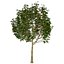 UK Trees Plants  Hedgerow 3D Model Pack