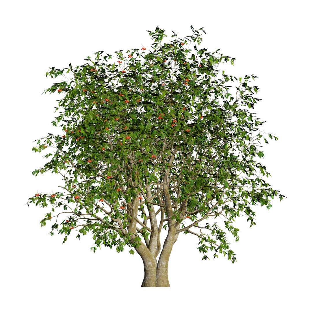 UK Trees Plants  Hedgerow 3D Model Pack 3D model https://p.turbosquid.com/ts-thumb/uM/3IpVfn/iX/ukrowantree2/jpg/1761542543/1920x1080/fit_q87/5c2b46f63cfae2427eb1b6d4a3deb4e9f47e8698/ukrowantree2.jpg