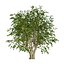 UK Trees Plants  Hedgerow 3D Model Pack