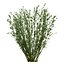 UK Trees Plants  Hedgerow 3D Model Pack