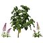 UK Trees Plants  Hedgerow 3D Model Pack