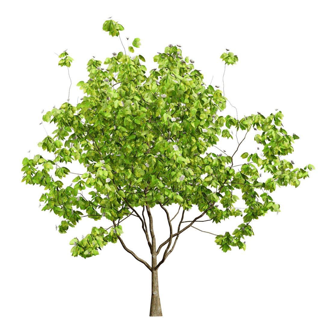 UK Trees Plants  Hedgerow 3D Model Pack 3D model https://p.turbosquid.com/ts-thumb/uM/3IpVfn/lx/britishquincetree3/jpg/1761542428/1920x1080/fit_q87/3cb690ff729851bff3f85372d3a893e3d5c921fc/britishquincetree3.jpg