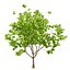 UK Trees Plants  Hedgerow 3D Model Pack