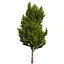 UK Trees Plants  Hedgerow 3D Model Pack