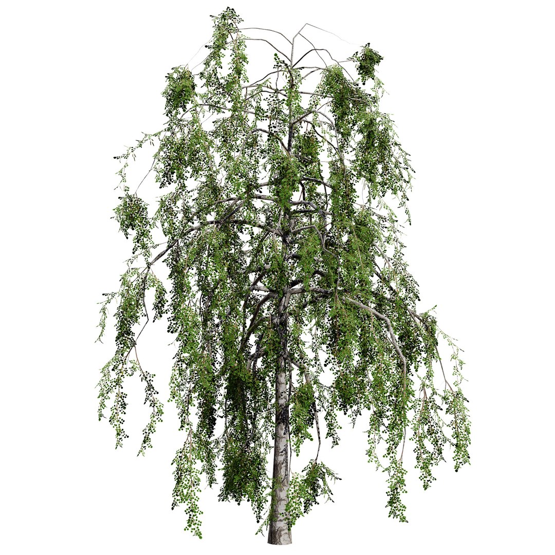 UK Trees Plants  Hedgerow 3D Model Pack 3D model https://p.turbosquid.com/ts-thumb/uM/3IpVfn/s3/britishweepingbirch2/jpg/1761542459/1920x1080/fit_q87/234de94cdd5e22af08f8273fb650f063a13cdc46/britishweepingbirch2.jpg