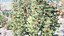 UK Trees Plants  Hedgerow 3D Model Pack