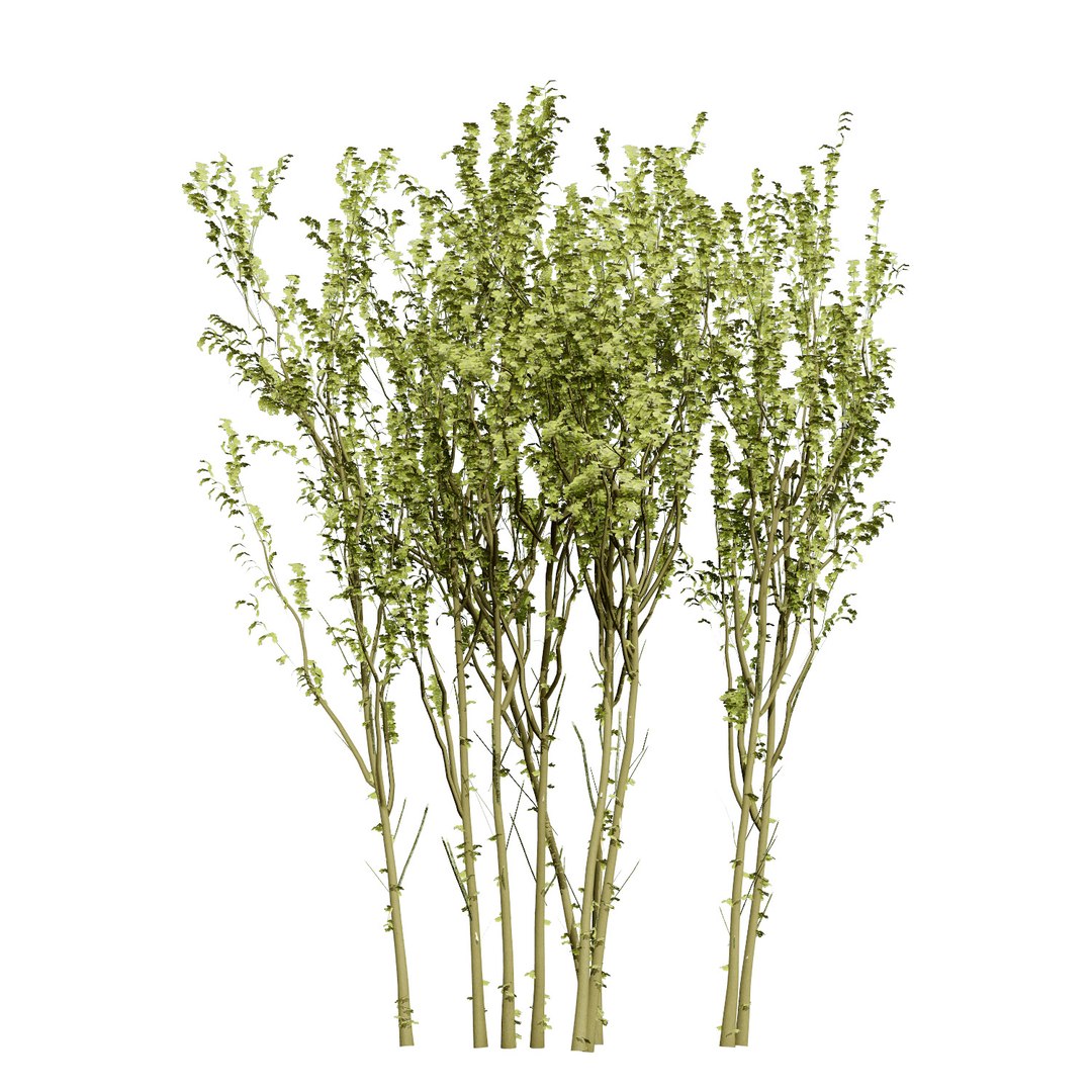 UK Trees Plants  Hedgerow 3D Model Pack 3D model https://p.turbosquid.com/ts-thumb/uM/3IpVfn/wE/britisharranwhitebeam2/jpg/1761542337/1920x1080/fit_q87/2778c62938c494927ab35e640502437d2f2915e5/britisharranwhitebeam2.jpg