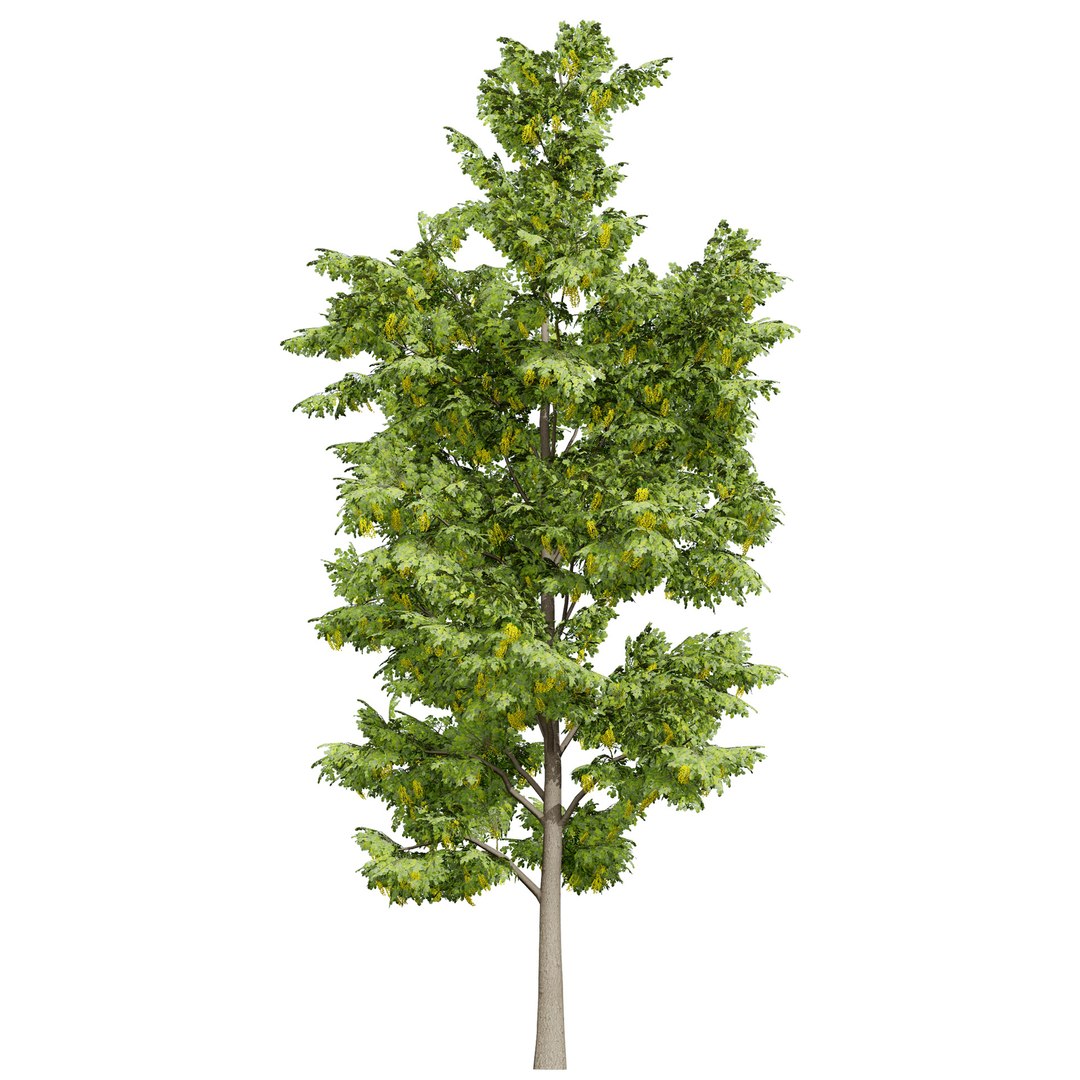 UK Trees Plants  Hedgerow 3D Model Pack 3D model https://p.turbosquid.com/ts-thumb/uM/3IpVfn/wM/ukalderbritishtrees2/jpg/1761542494/1920x1080/fit_q87/a71c39d2980e54ad22506f50b7cd8669aa6451ce/ukalderbritishtrees2.jpg