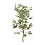 UK Trees Plants  Hedgerow 3D Model Pack