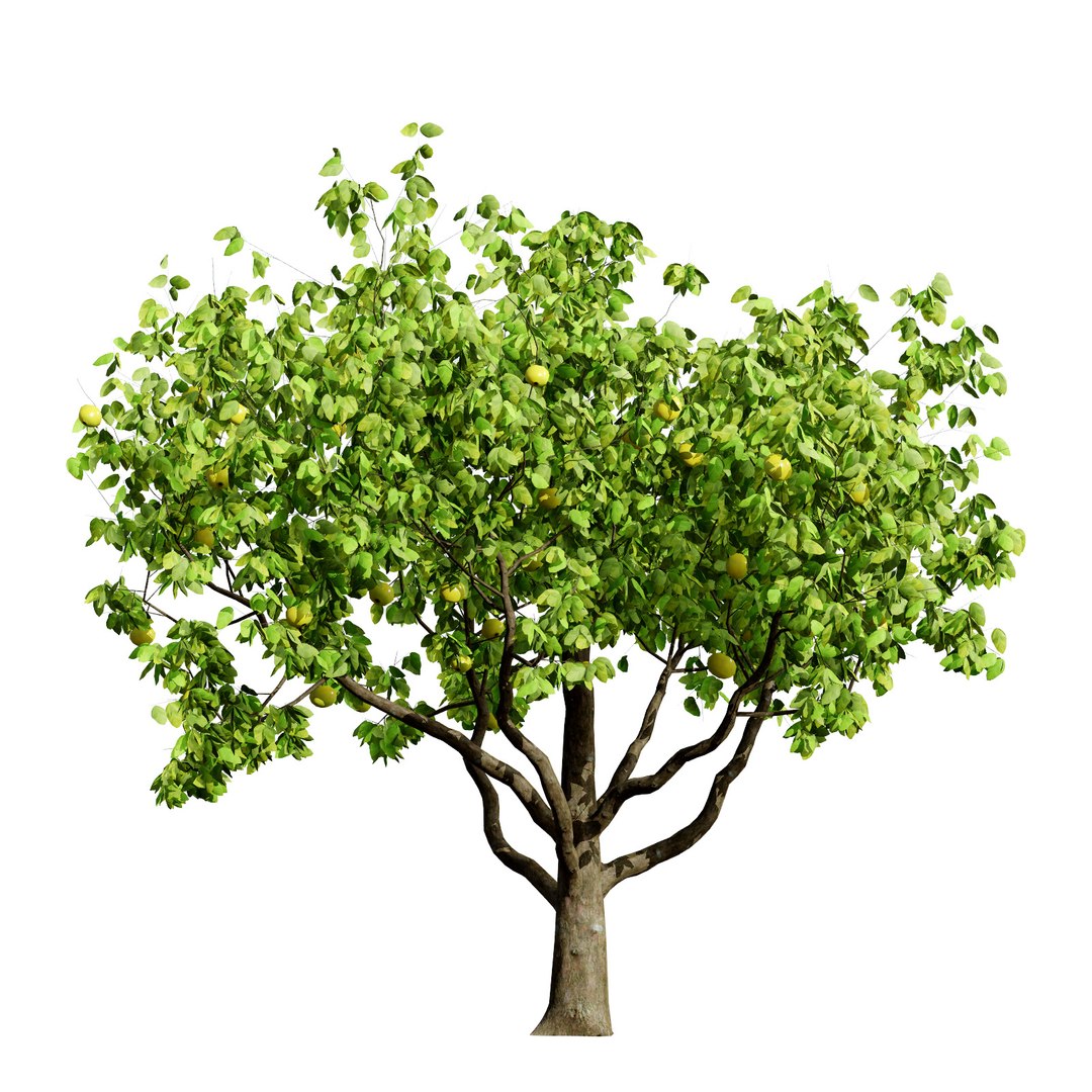 UK Trees Plants  Hedgerow 3D Model Pack 3D model https://p.turbosquid.com/ts-thumb/uM/3IpVfn/xj/britishquincetree2/jpg/1761542422/1920x1080/fit_q87/c833415eb6964cba62d2afb5ae2eccff311a7aec/britishquincetree2.jpg