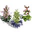 UK Trees Plants  Hedgerow 3D Model Pack