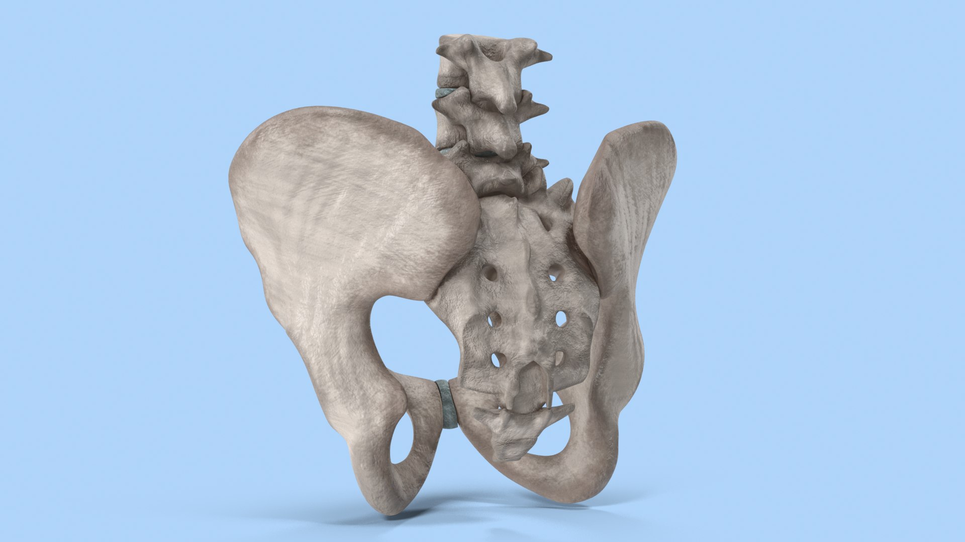 pelvis male skeleton model https://p.turbosquid.com/ts-thumb/uM/642nLZ/C8/018_malepelvis_col_v010120/png/1606670432/1920x1080/fit_q87/4aa0642abaeec814baa64b7aa43073e61b231c1e/018_malepelvis_col_v010120.jpg
